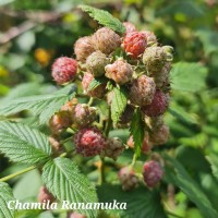 <i>Rubus niveus</i>  Thunb.